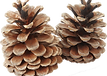 pine cones.png